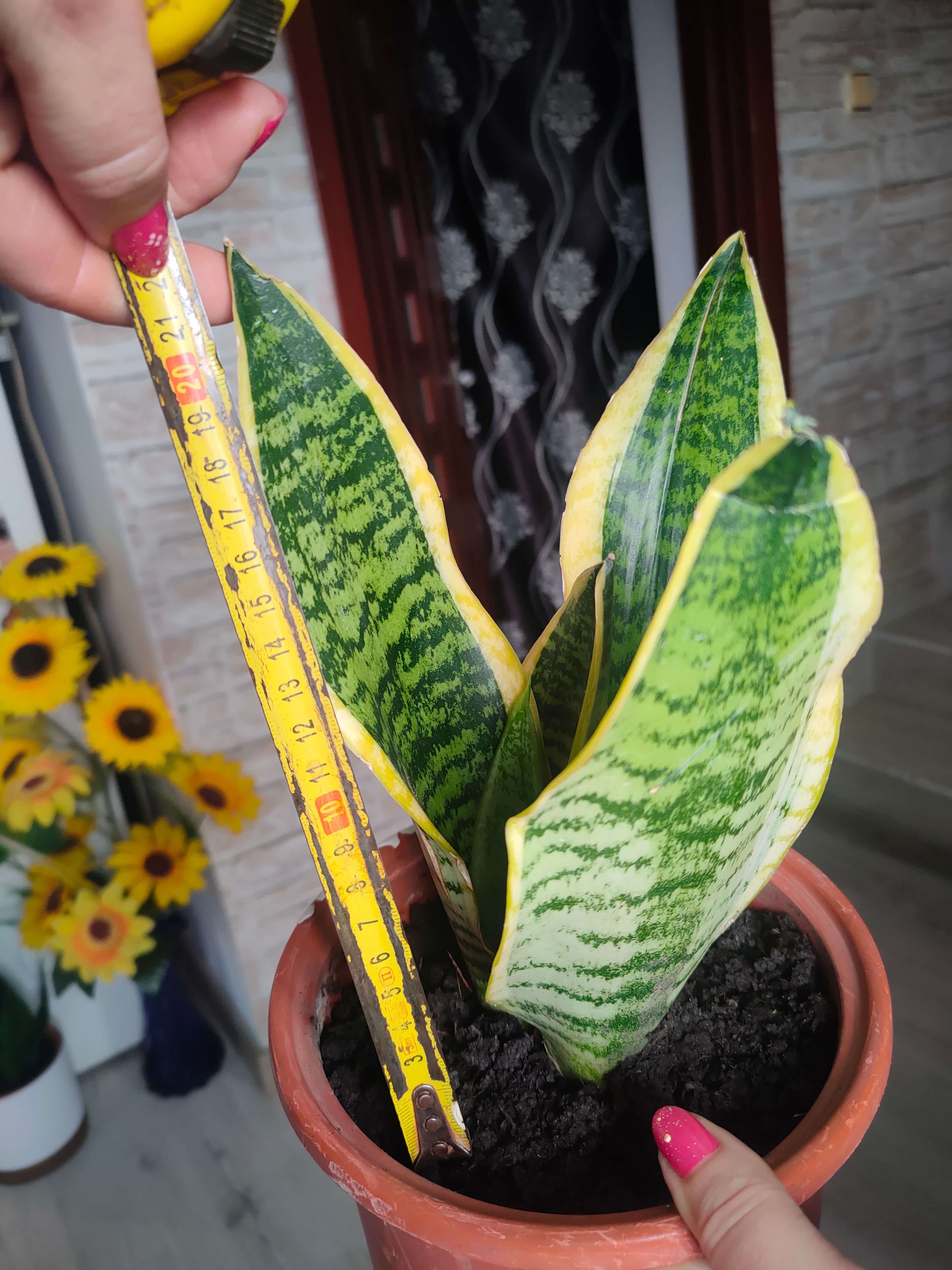 Review Camelia 0